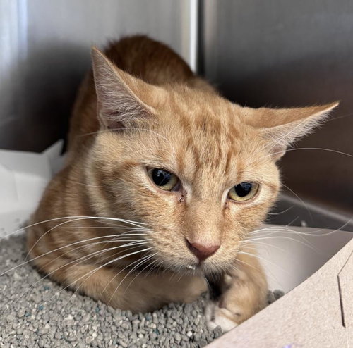 ORANGE MAN - Domestic Short Hair available for adoption