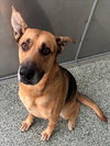 GOOFY (REX) - Photo 1