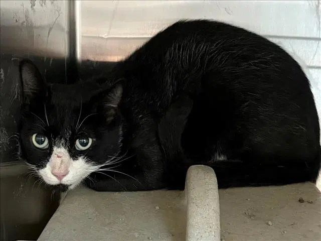 Sylvester - Domestic Short Hair