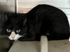SYLVESTER - Photo 1