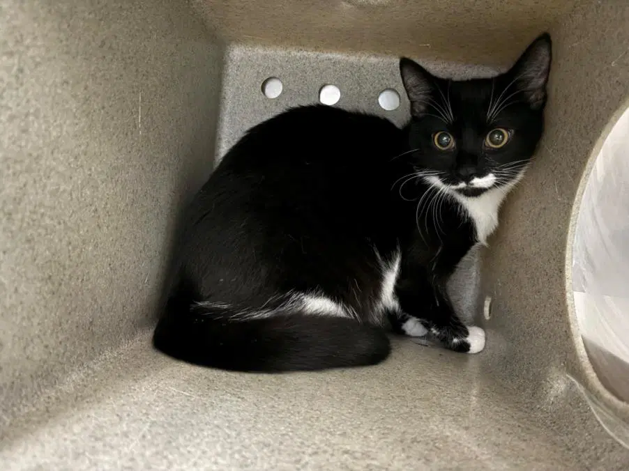Panda - Domestic Short Hair