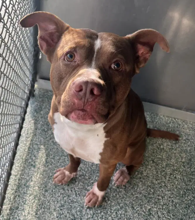 Gavin - Pit Bull Terrier