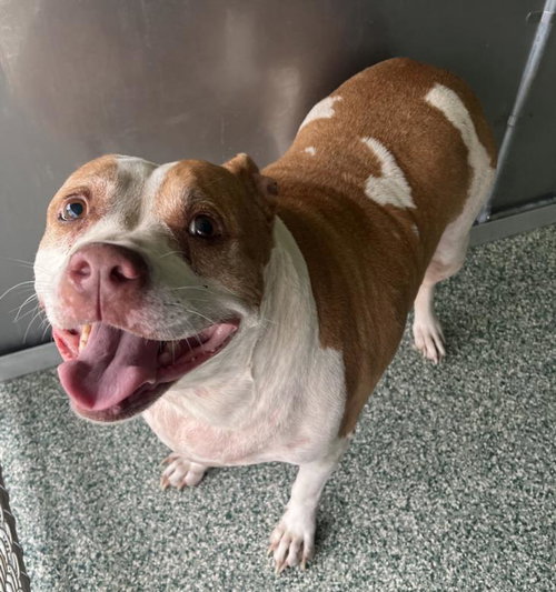 BIG MAMA - Pit Bull Terrier available for adoption