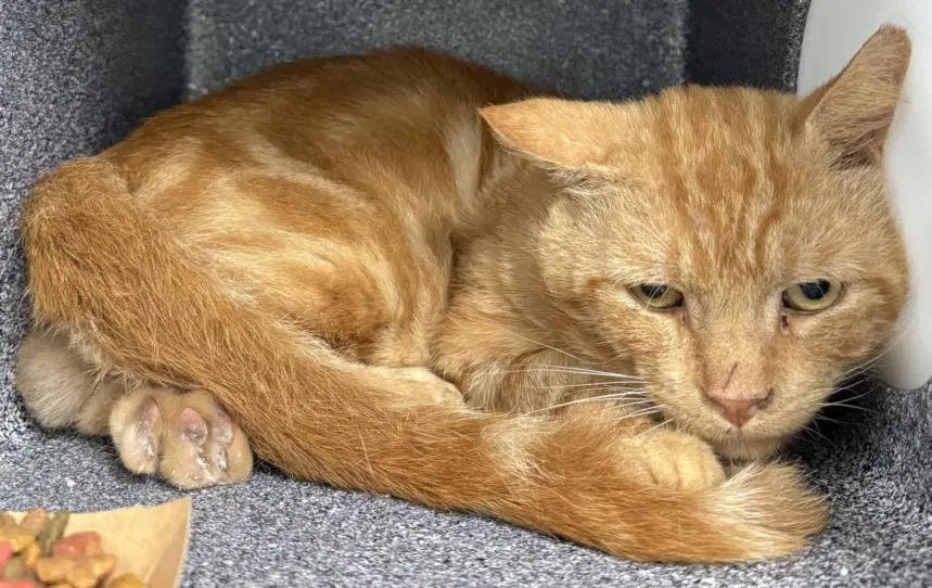 Charlie - Domestic Short Hair