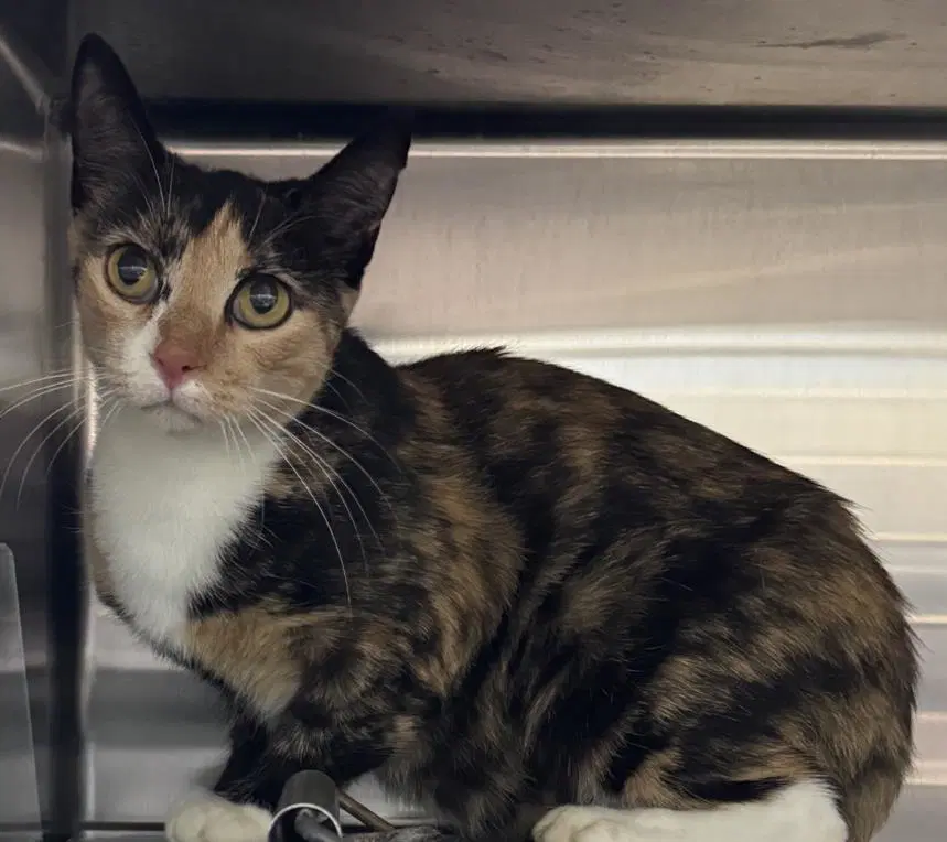 Cookie - Domestic Short Hair