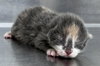 SUGAR - Photo 1