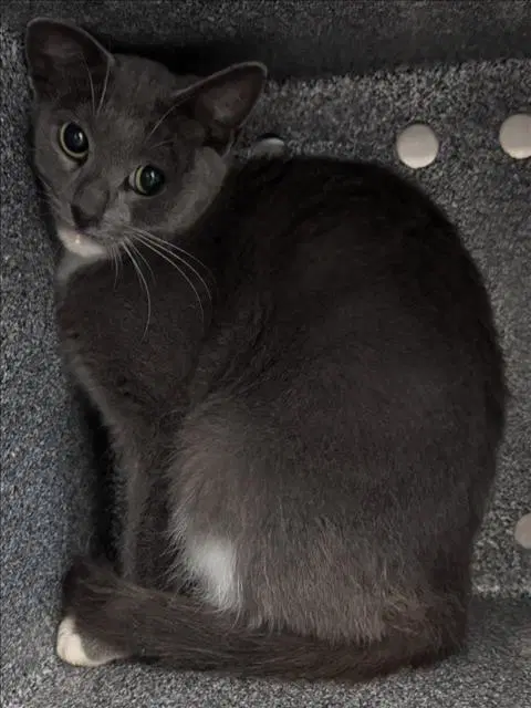 Azur - Domestic Short Hair