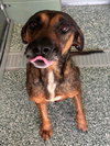 PINKY (SKYE) - Photo 1