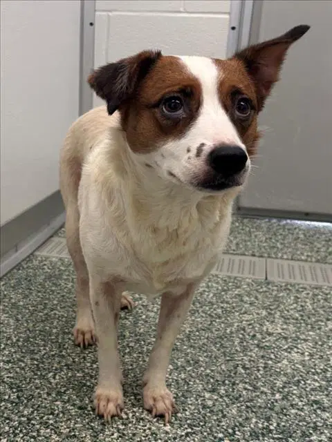 Daisy - Jack Russell Terrier (Parson Russell Terrier)