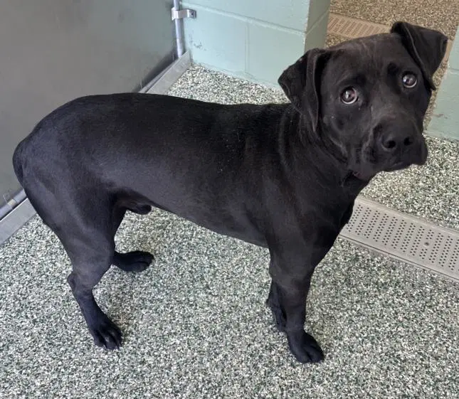 Ron - Labrador Retriever