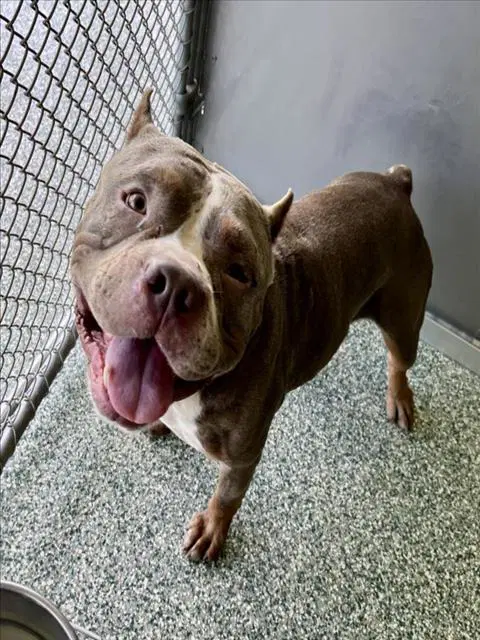 Chase - Pit Bull Terrier