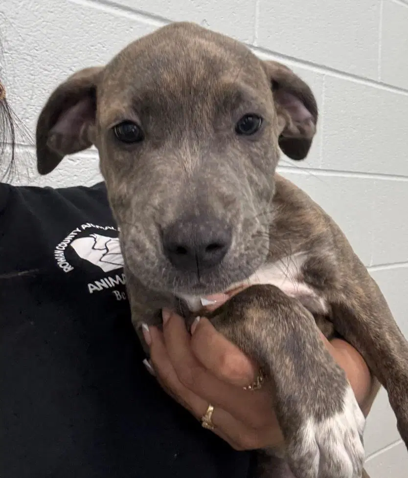 Jenny - Pit Bull Terrier
