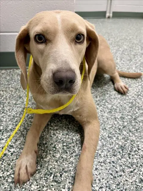 Goldie - Beagle