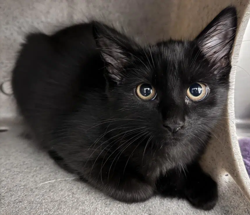 Winnie - Domestic Medium Hair