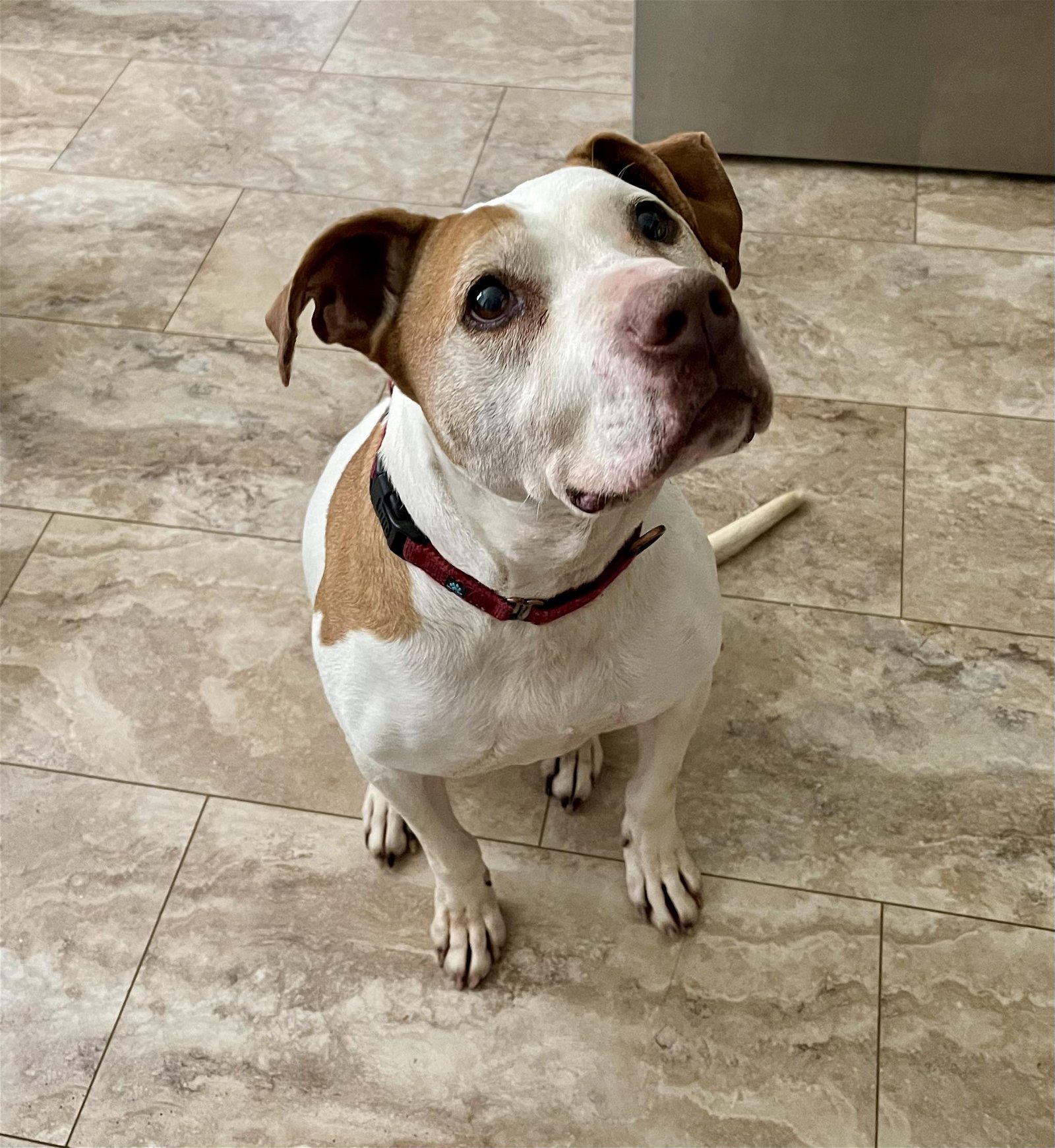 adoptable Dog in Spotsylvania, VA named Lexi (senior)