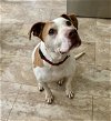 adoptable Dog in , VA named Lexi (senior)