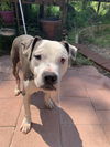 Oliver (special needs)