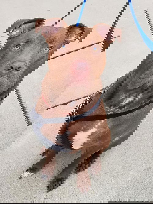 Tyson