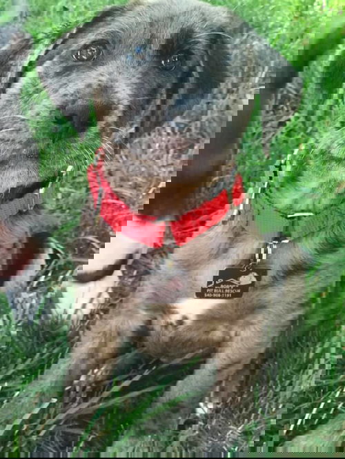 Elmo