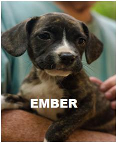 Ember