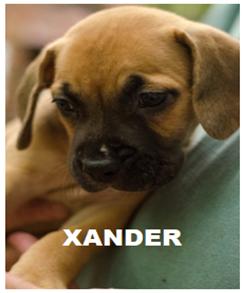 Xander