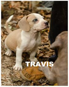 Travis