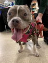 Darla (senior)
