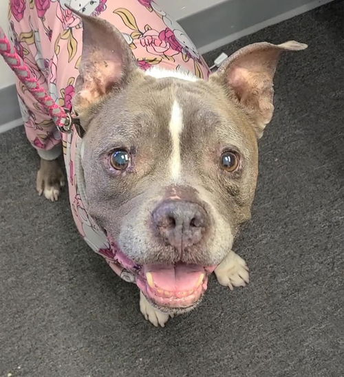 Darla (senior)