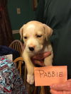 Pabbie