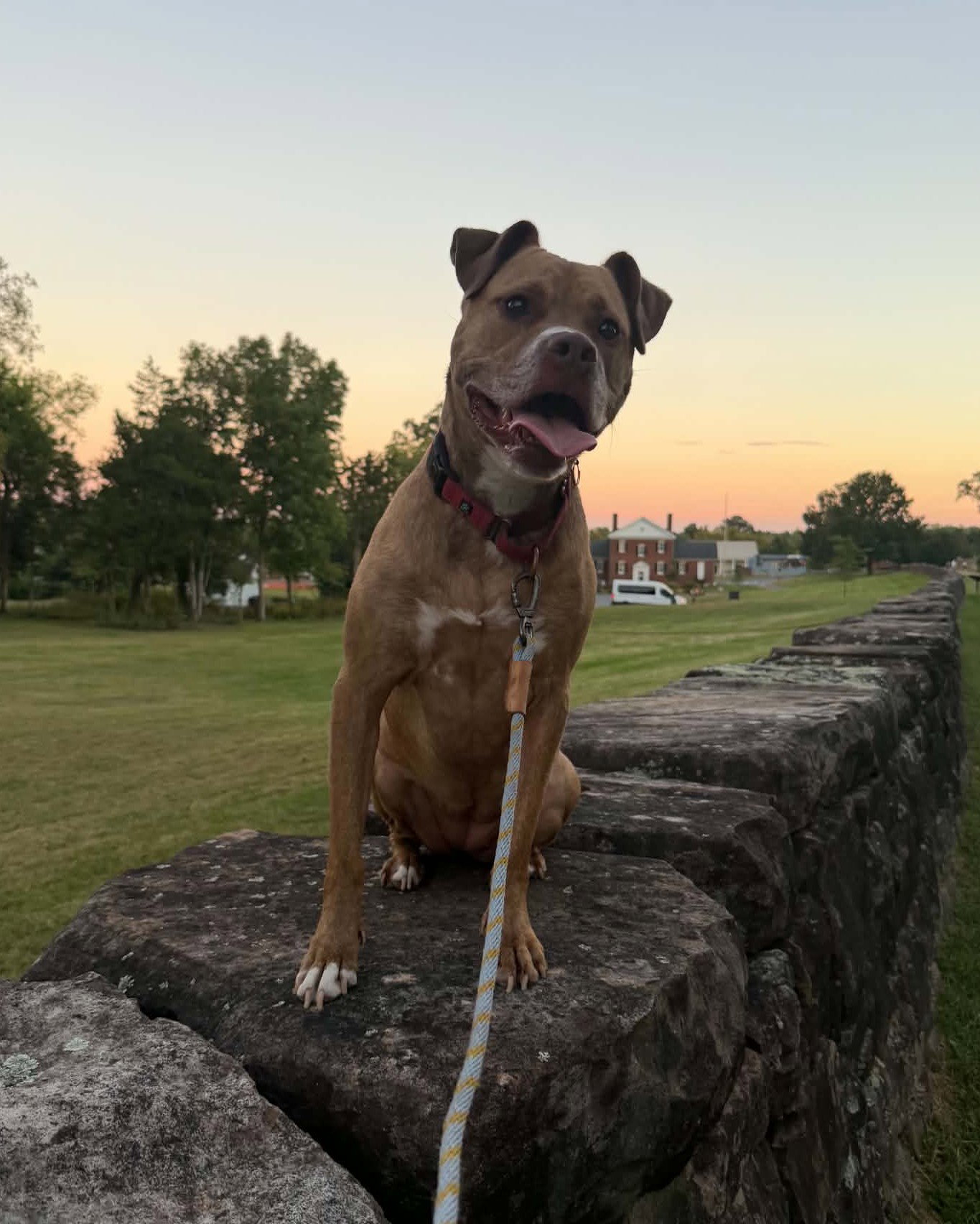 Frankie, photo 25