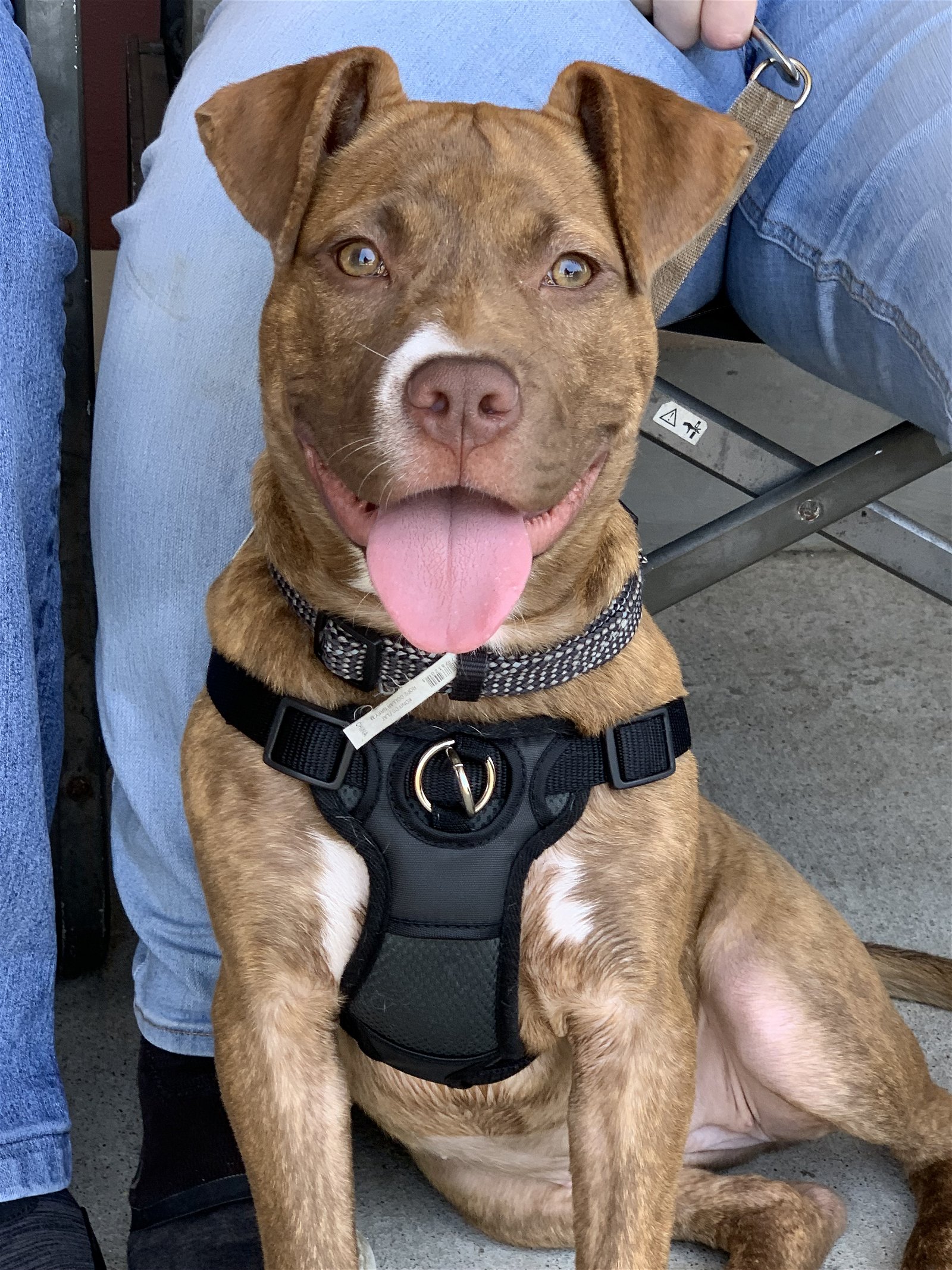 adoptable Dog in Spotsylvania, VA named Frankie