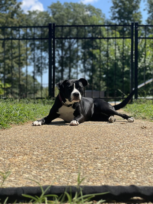 Photo 4 of Harper