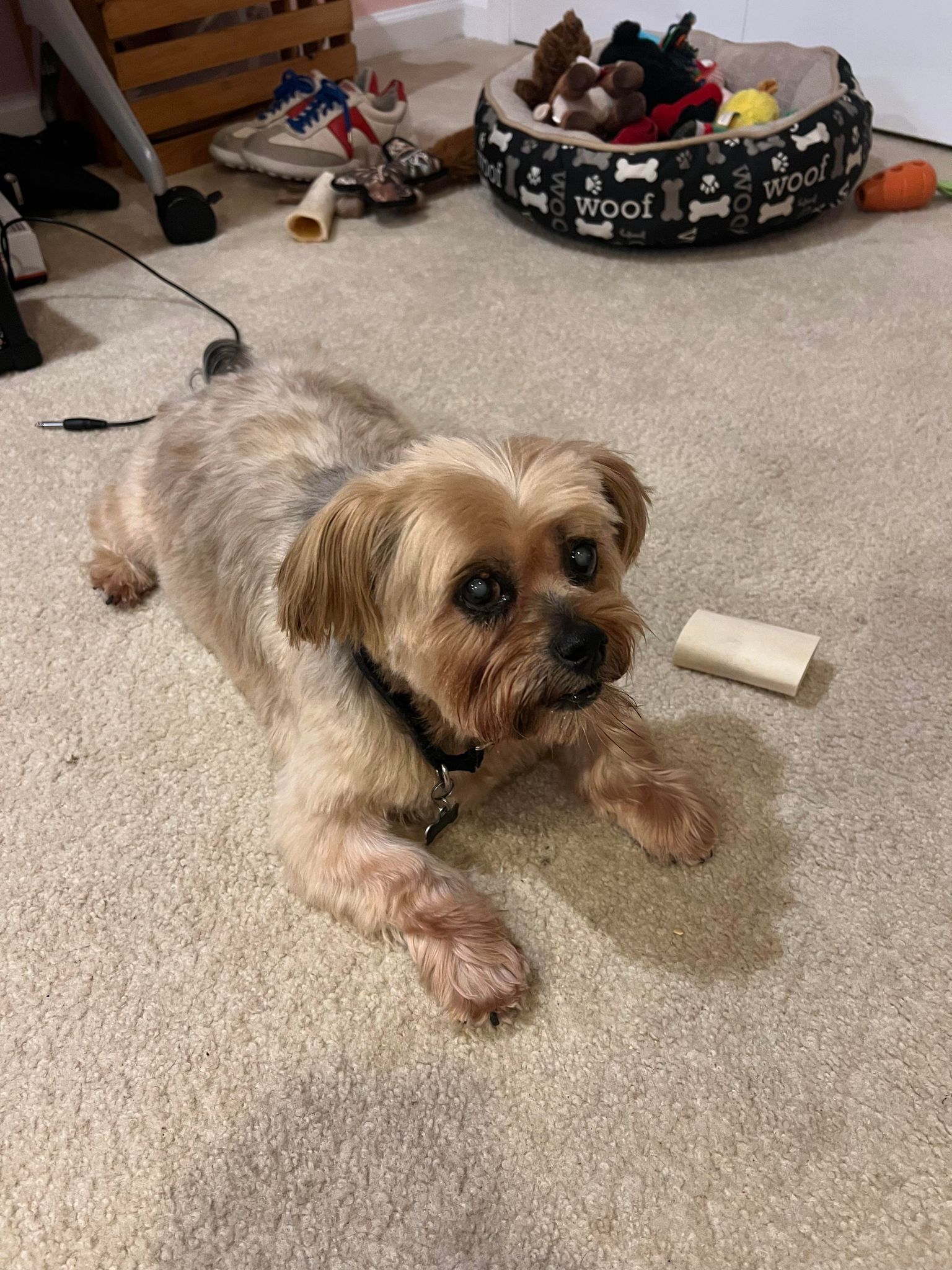 adoptable Dog in Spotsylvania, VA named Teddy