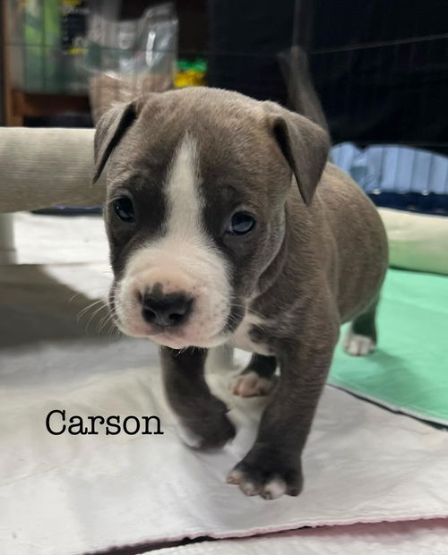 Carson