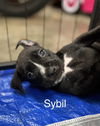 Sybil