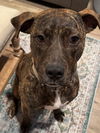 Toby (Courtesy Listing)