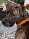 Toby (Courtesy Listing)