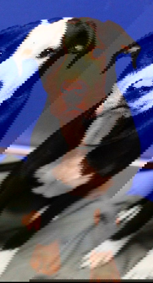 Raven