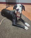 adoptable Dog in , VA named Raven