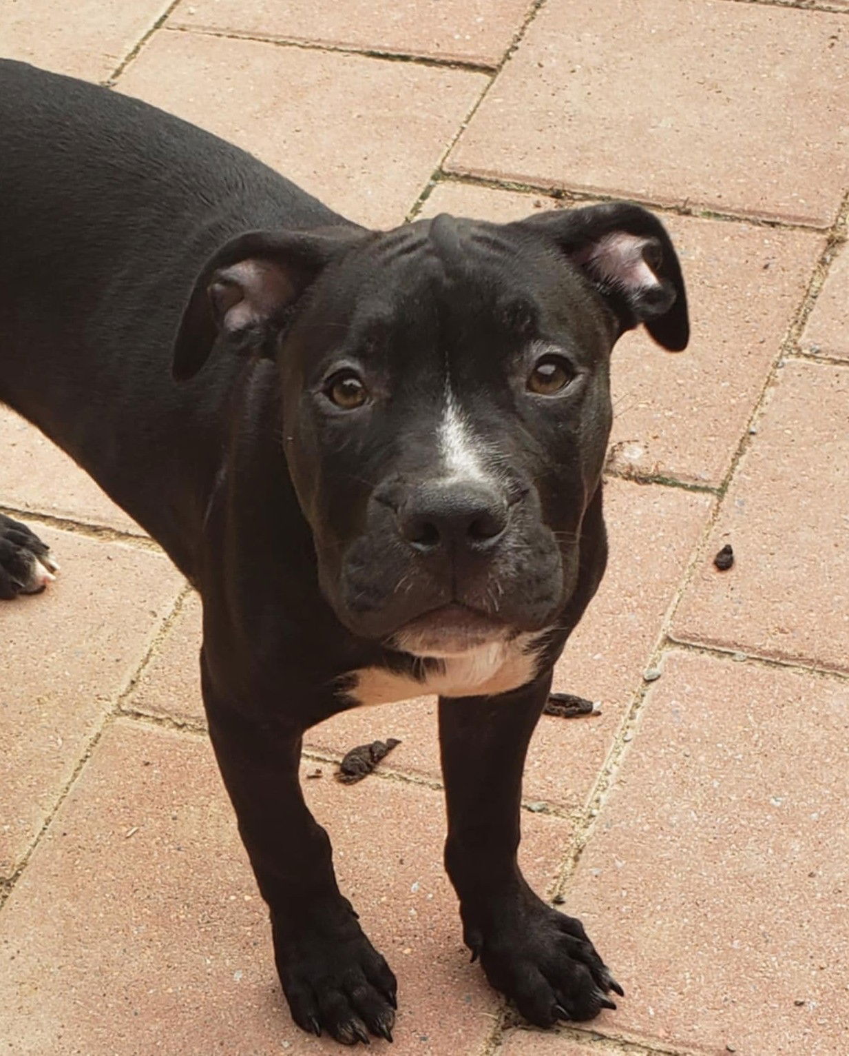 adoptable Dog in Spotsylvania, VA named Mako