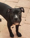 adoptable Dog in , VA named Mako