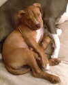Waylon