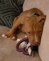 Waylon