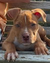 Waylon