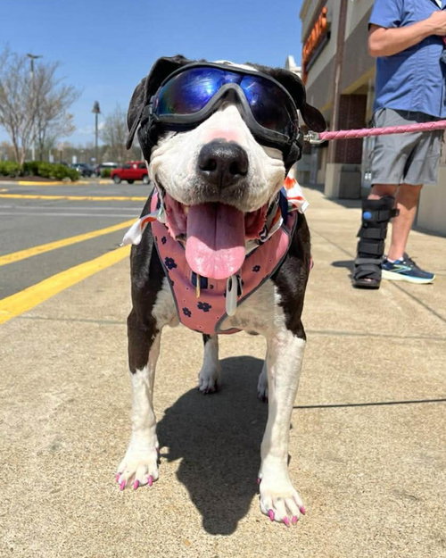 Luna, an adoptable Pit Bull Terrier in Spotsylvania, VA