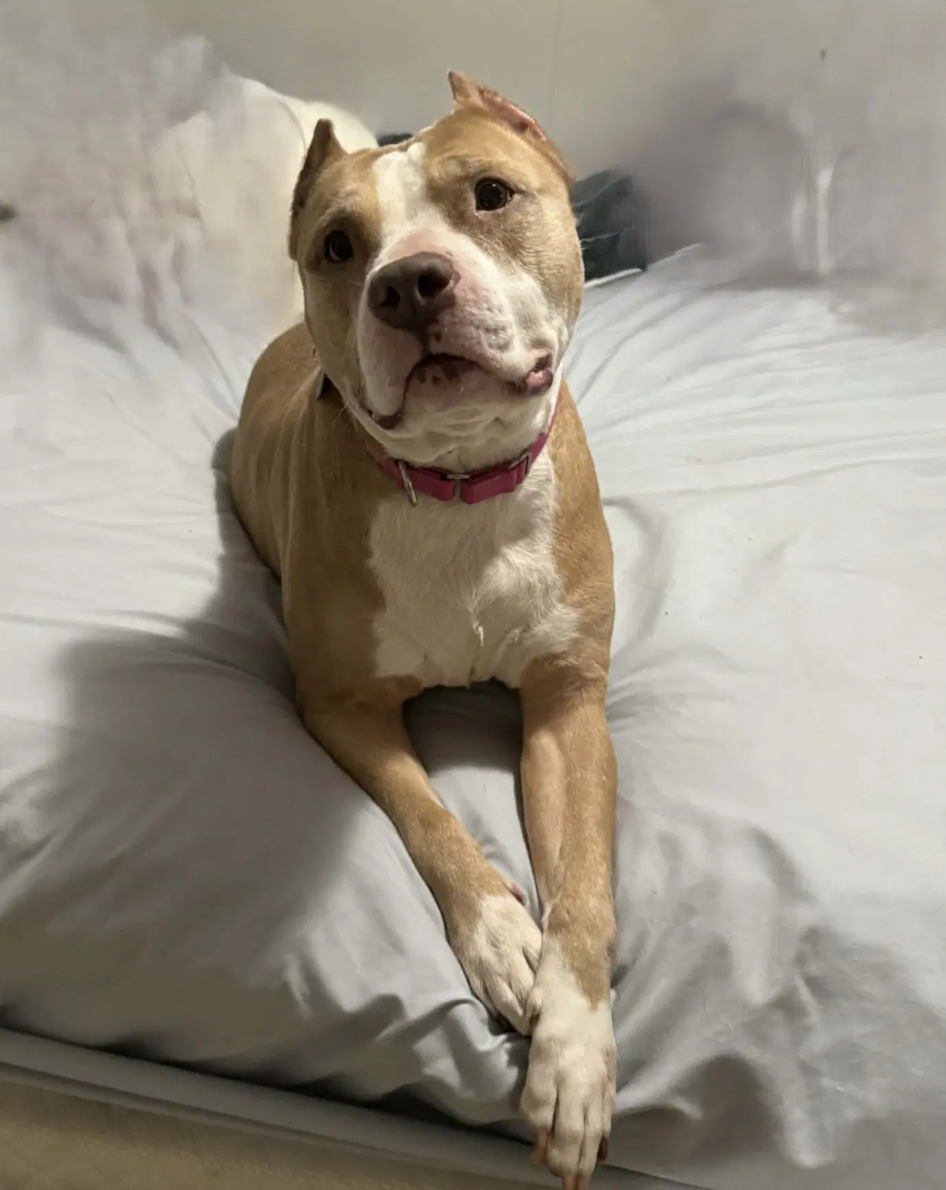 Valka - Pit Bull Terrier