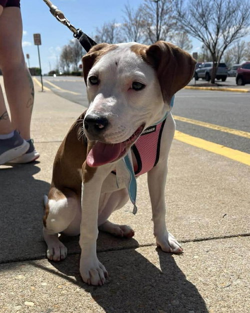 Janey, an adoptable Pit Bull Terrier in Spotsylvania, VA