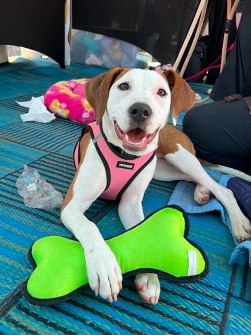 Janey, an adoptable Hound in Spotsylvania, VA