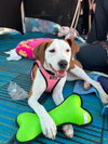Janey