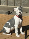 Dixie